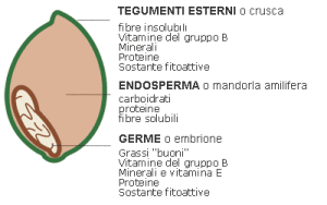 germe-grano