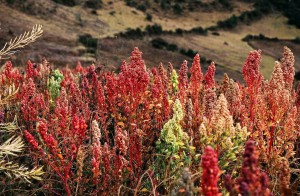 La pianta della quinoa