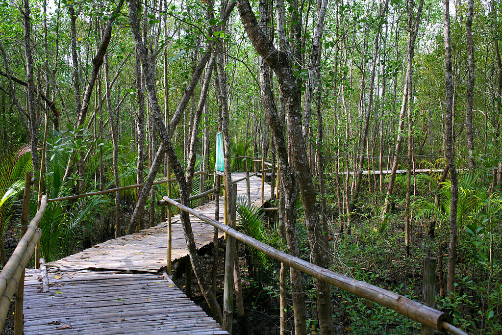 Bamboo_bridge_and_Mangroves_at_Bakhawan_Eco-park_and_Research_Centre