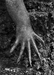 La zampa di una , è incredibile la somiglianza con la mano umana Foto tratta da http://www.viaggiofotografico.it/3702/genesi-salgado-world-press-a-roma/